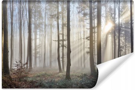 MURALO (TOP) FOTOTAPETA LAS WE MGLE SŁOŃCE PRZYRODA 3D 368X254