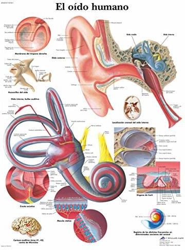 3B Scientific Haut Poster Laminierte Version - Anatomie Plakat 50x67 Cm