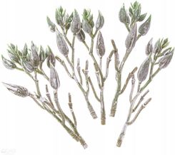 Zdjęcie Liście Ozdobne 6 Szt Oliwkowe - Rzeszów