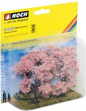 Zdjęcie 2x drzewko migdałowe Migdałowiec Noch 21996 - Józefów