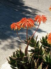 Zdjęcie Aloes Mitriformis Aloe Perfoliata P5 - Łańcut