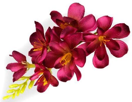 W138 Frezja Mięsista Główka Kwiat Burgund 2778