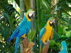 Zdjęcie Ju-Piter Diamentowa Mozaika Papugi 60412 - Łosice