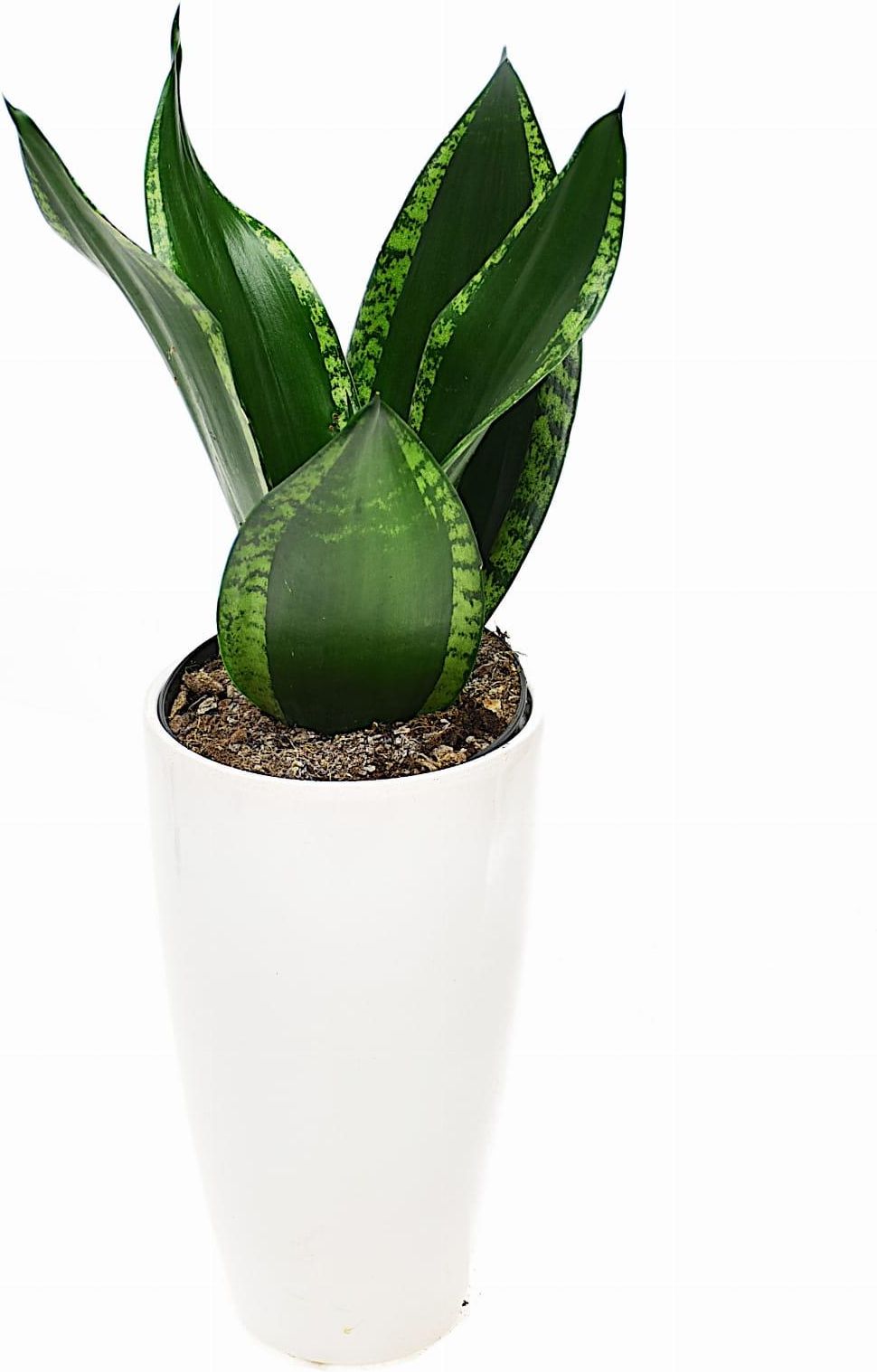bogenhanf deko Sansevieria Fernwood Punk (Bogenhanf)  35 cm  urbanjngl.com