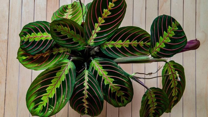 calathea kennedy Calathea dressleri 'Helen Kennedy'  Plant Studio