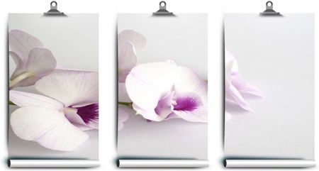 Coloray Lateksowa Orchidee Białe 250x104