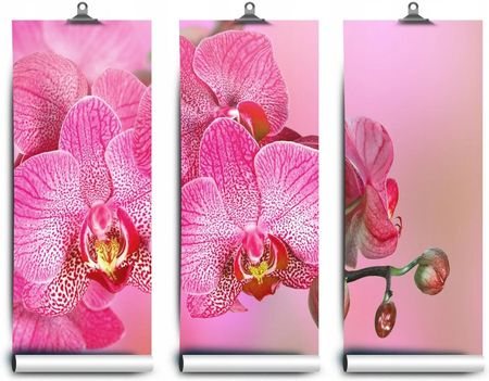 Coloray Lateksowa Orchidea Różowy 416x254