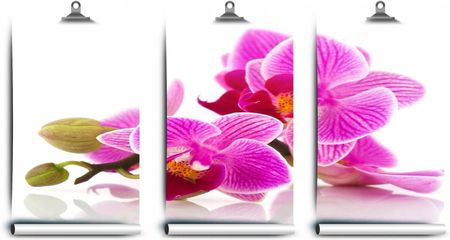 Coloray Fototapeta Latex Orchidei Kwiaty 250x104