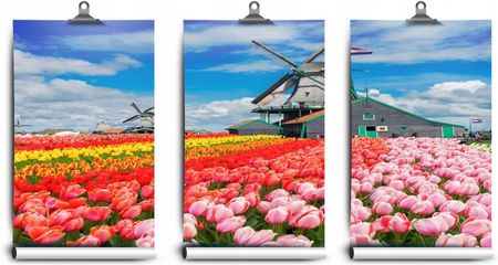 Coloray Fototapeta Lateks Wiatraki Holandia 250x104