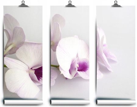 Coloray Lateksowa Orchidee Białe 312x219