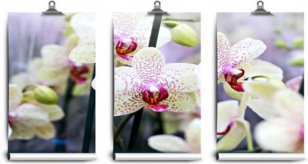 Coloray Fototapeta Lateksowa Kwiaty Orchidea 250x104