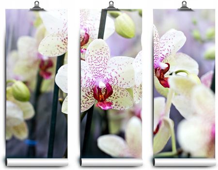 Coloray Fototapeta Lateksowa Kwiaty Orchidea 312x219
