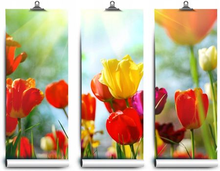 Coloray Lateksowa Tulipany Kwiaty 104x70