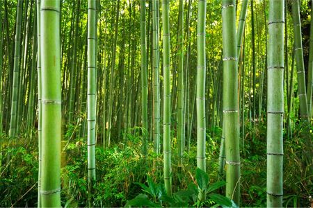Muralo Fototapeta Piękny Bambusowy Las 360x240