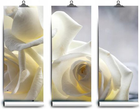 Coloray Fototapeta Lateksowa Róże Białe 152x104
