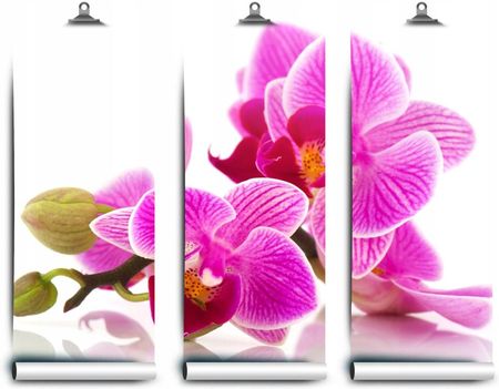 Coloray Fototapeta Latex Orchidei Kwiaty 312x219