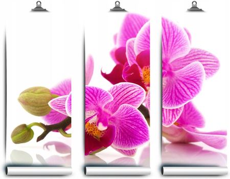 Coloray Fototapeta Latex Orchidei Kwiaty 104x70