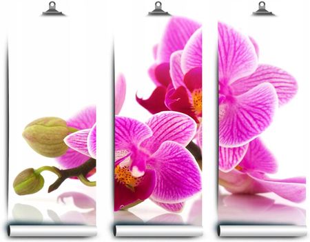 Coloray Fototapeta Latex Orchidei Kwiaty 152x104