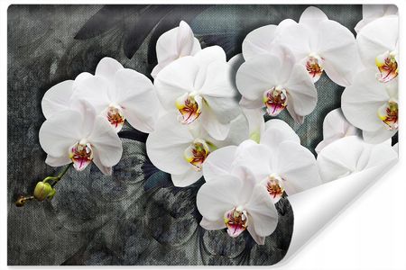 Muralo Fototapeta Białe Storczyki Kwiaty Natura 360x240