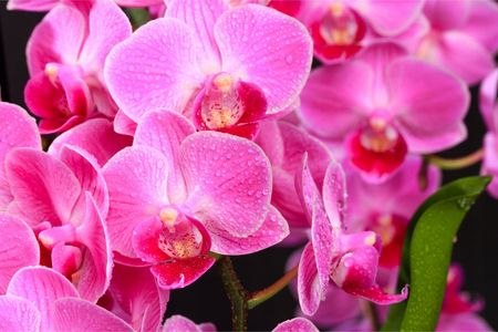Fototapeta do salonu orchidee Kwiatki 3D 315x210