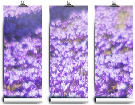Coloray Lateksowa Kwiaty Fioletowe 416x254