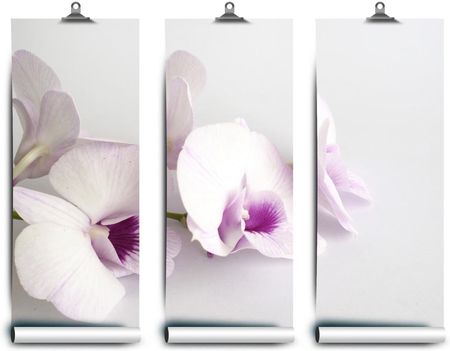 Coloray Lateksowa Orchidee Białe 104x70