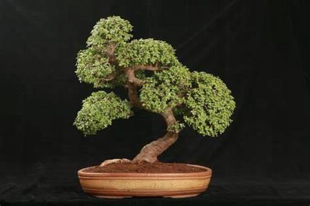 Drzewko Szczcia Zestaw Do Upr. Bonsai - Ceny i opinie - Ceneo.pl