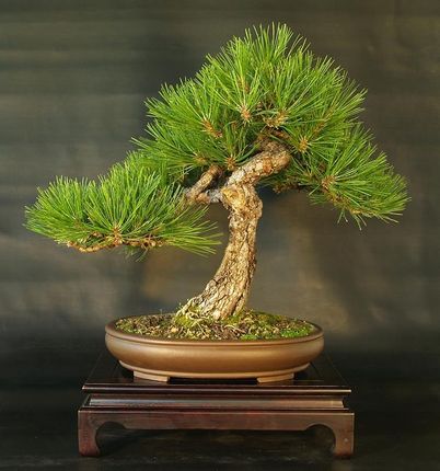 Sosna Czarna Zestaw Do Uprawy Bonsai - Ceny i opinie - Ceneo.pl