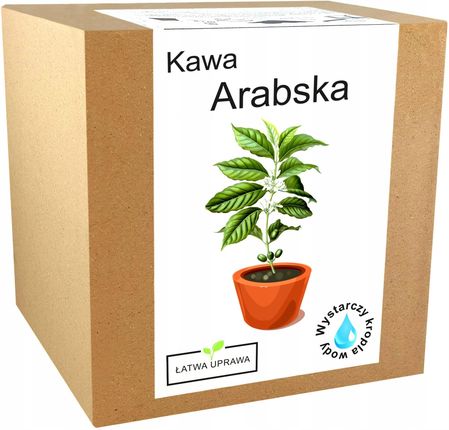 Zestaw Do Uprawy Kawa Arabica Drzewo Kawowe Ziarna