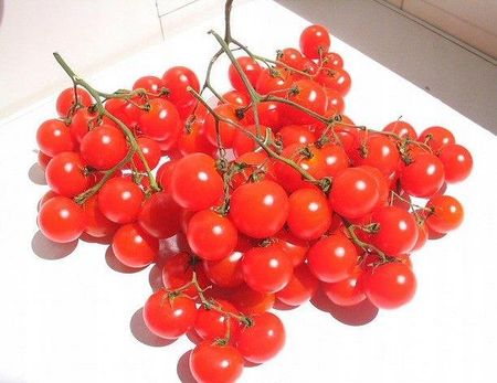 Dawny Nasiona Pomidor Koktajlowy Riesentraube