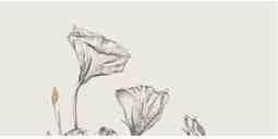 Domino Velo Bianco Flowers Obraz Gresowy Element 4 59,8x119,8x0,8