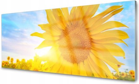 Coloray Panel Szklany Kuchenny Słonecznik Kwiat 140x70