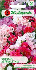 Zdjęcie Nasiona Godecja, Azalia Letnia Mieszanka, 1G - Morawica