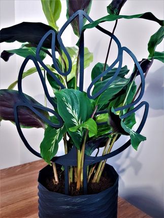 Monstera Podpora Do Kwiatw Podprka Rolin 31,5cm - Ceny i opinie -  Ceneo.pl