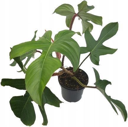 Podoe Monstera, Filodendron, Alokazja 5L Bigos - Ceny i opinie - Ceneo.pl