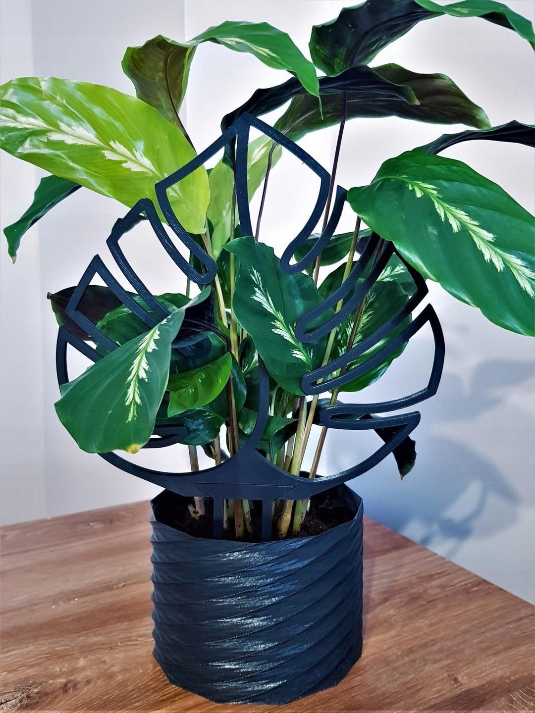 Monstera Podpora Do Rolin Kwiatw Dua 30cm - Ceny i opinie - Ceneo.pl