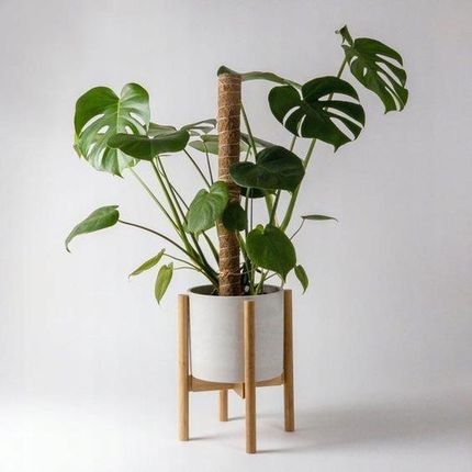 philodendron pilea Philodendron grazielae main image 0