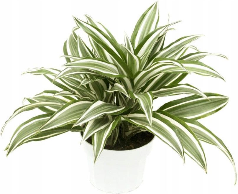 Pikna Dracaena Fragrans White Jewel Dracena Wonna - Ceny i opinie -  Ceneo.pl