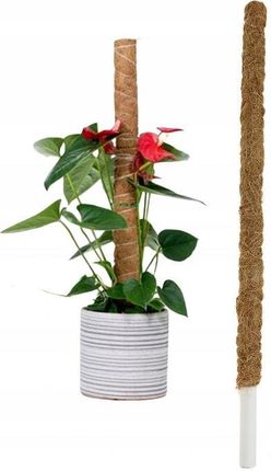 Palik Kokosowy Tyczka Podpora Do Roślin 60cm