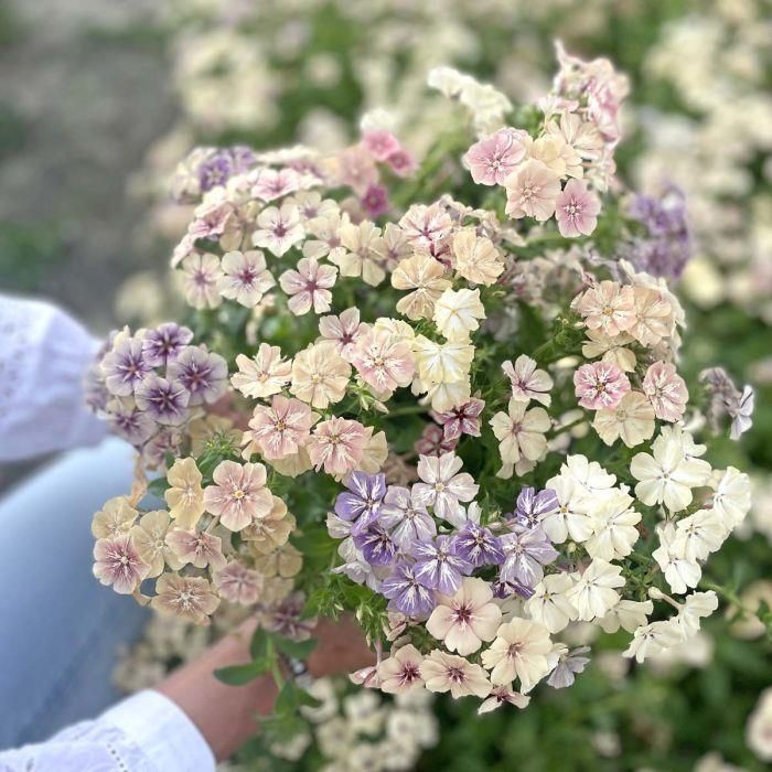 phlox-grandiflora-creme-brulee-ceny-i-opinie-ceneo-pl