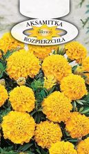 Zdjęcie Aksamitka Rozpierzchła Żółta 1g - Warszawa