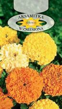 Zdjęcie Aksamitka Wzniesona Mieszanka 1g - Warszawa