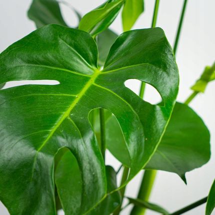 Monstera Deliciosa Dziurawa Gsta Maa - Ceny i opinie - Ceneo.pl