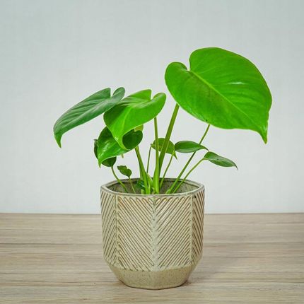 philodendron scandens erde Philodendron scandens - Philodendron scandens main image 1
