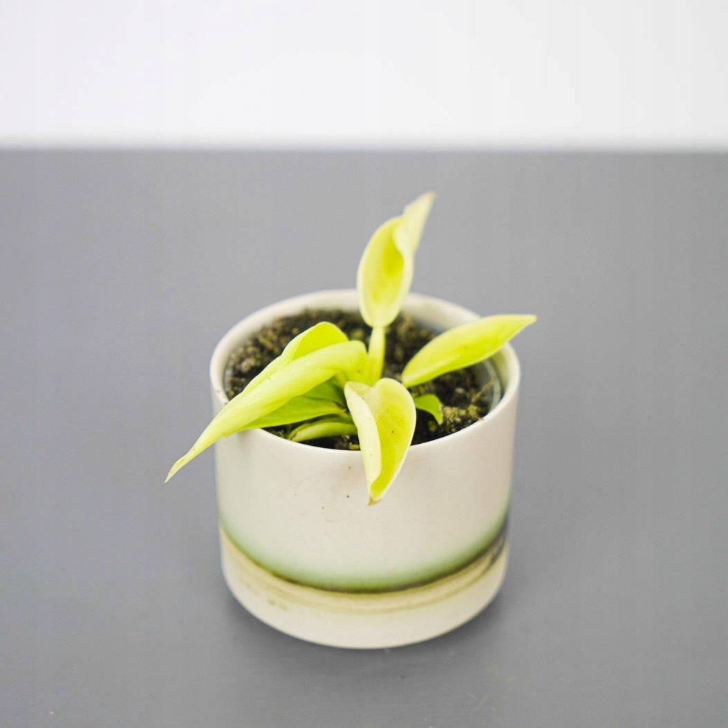 Philodendron Moonshine Baby - Ceny i opinie - Ceneo.pl