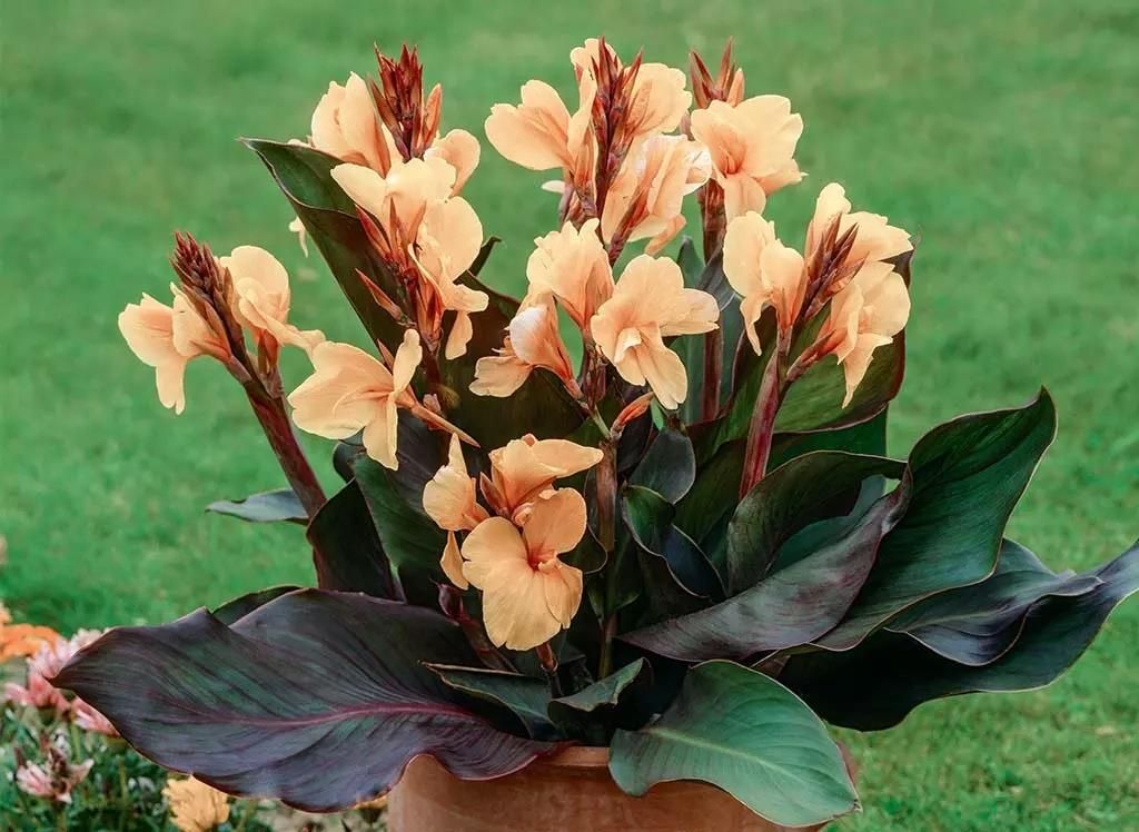 Paciorecznik Canna Kanna Angel Martin 1 Cebulka - Ceny i opinie - Ceneo.pl