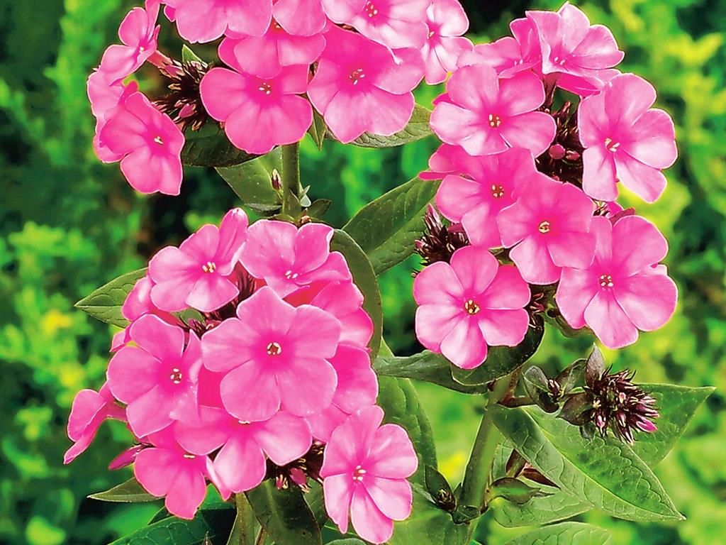 Floks Wiechowaty Phlox Windsor Kłącze 1szt. - Ceny i opinie - Ceneo.pl
