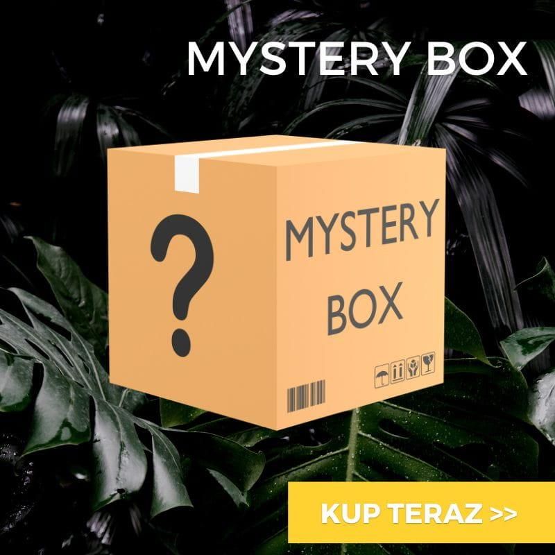 Mystery Box Zestaw Roślin Dla Początkujących Ceny i opinie Ceneo.pl