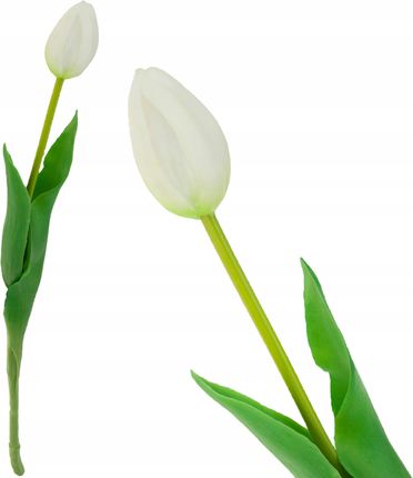 Martom Tulipan Pojedynczy Gumowany Biały Jak Żywy Kwiat