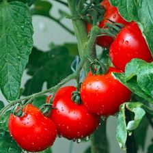 Zdjęcie Pomidor gruntowy karłowy Poranek 0,5g - Brwinów